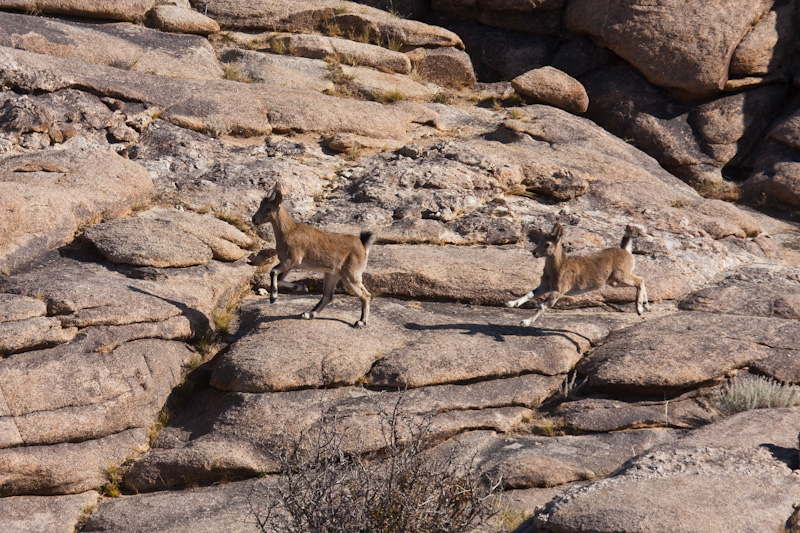 Siberian Ibex